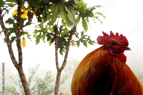 cock on the tree
