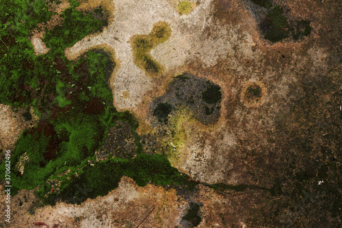 moss on the rock