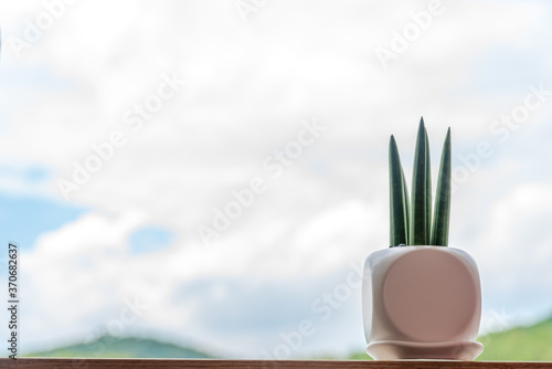 Sansevieria Stuckyi planted in a white pot on the window sill against the backdrop of a pale clouded sky. photo
