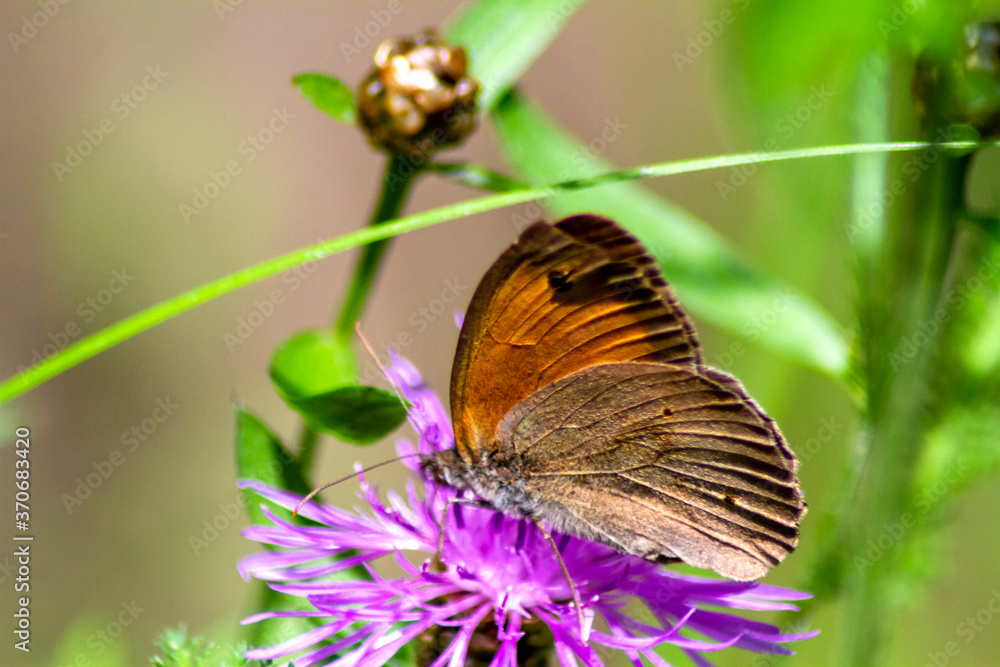 butterfly on flower