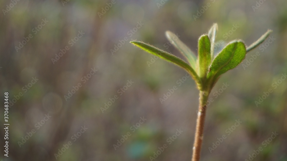 Close up of Plant Close up of Plant