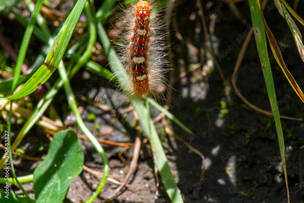 Colored caterpillar on the grass