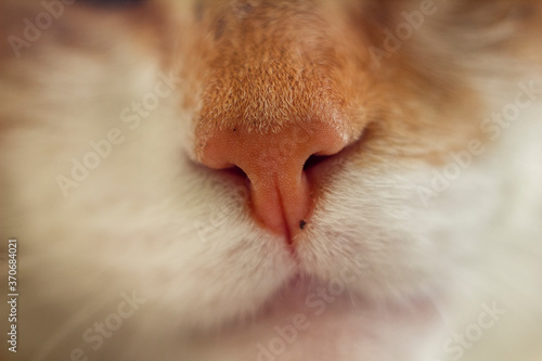 white snout of a red cat. animal nose. . High quality photo