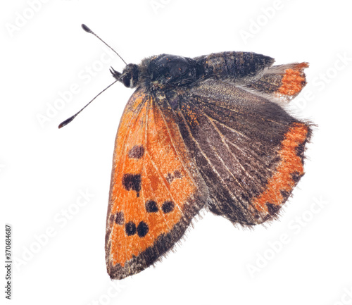 Canvas Print Large copper small butterfly in flight