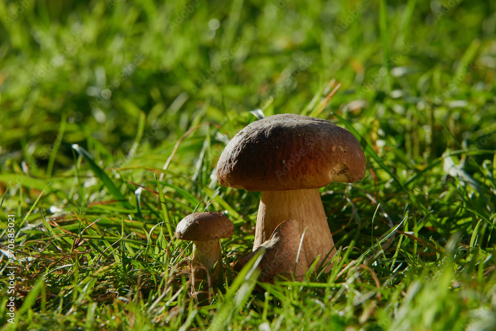 Edible mushrooms in the forest on a green background Edible mushrooms in the forest on a green background