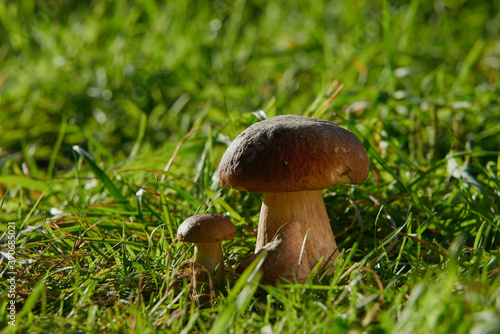 Edible mushrooms in the forest on a green background