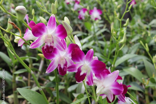 Orchid flowers purple blooming with green leaves and tree isolated on blurred background closeup in the Thailand garden.