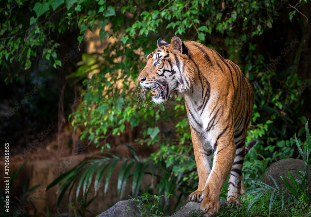 Obraz premium Indochinese tiger are resting in the forest.