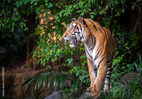 Indochinese tiger are resting in the forest.