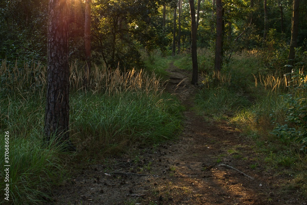 Fototapeta premium Nature around us, plants, forests, landscapes, sunrise and sunset.