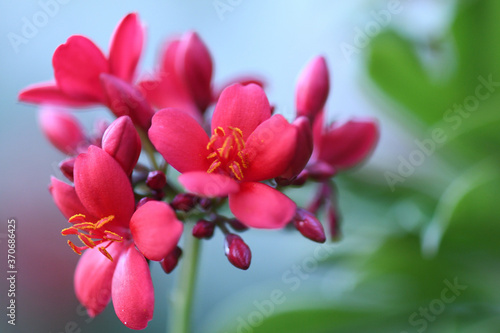 pink and white flowers