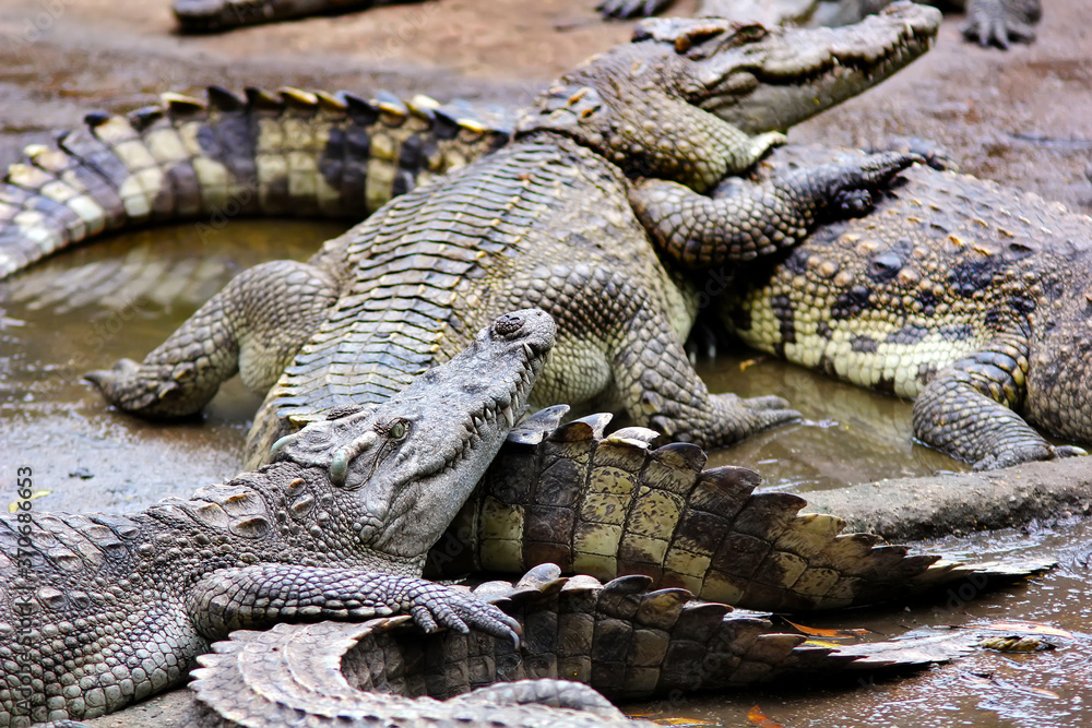 many crocodiles lie alternately in the water. Natural background many crocodiles lie alternately in the water. Natural background