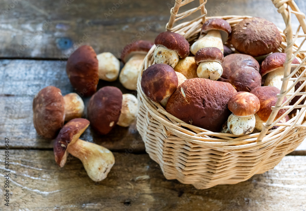 Fresh forest porcini mushrooms on the table and in a basket Fresh forest porcini mushrooms on the table and in a basket