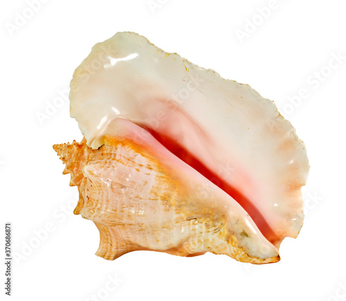 Sea shell isolated on a white background. Beautiful seashell