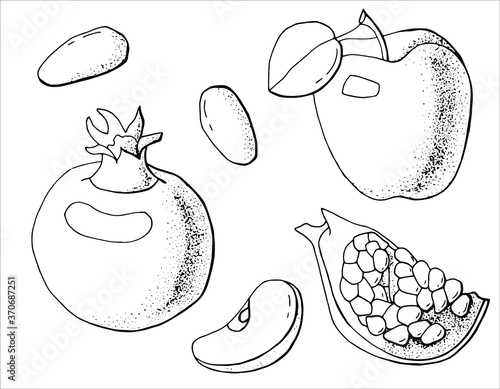 Graphic fruit set. Apple, date, pomegranate. Whole fruits and . Line art. White background, isolator. Stock illustration.