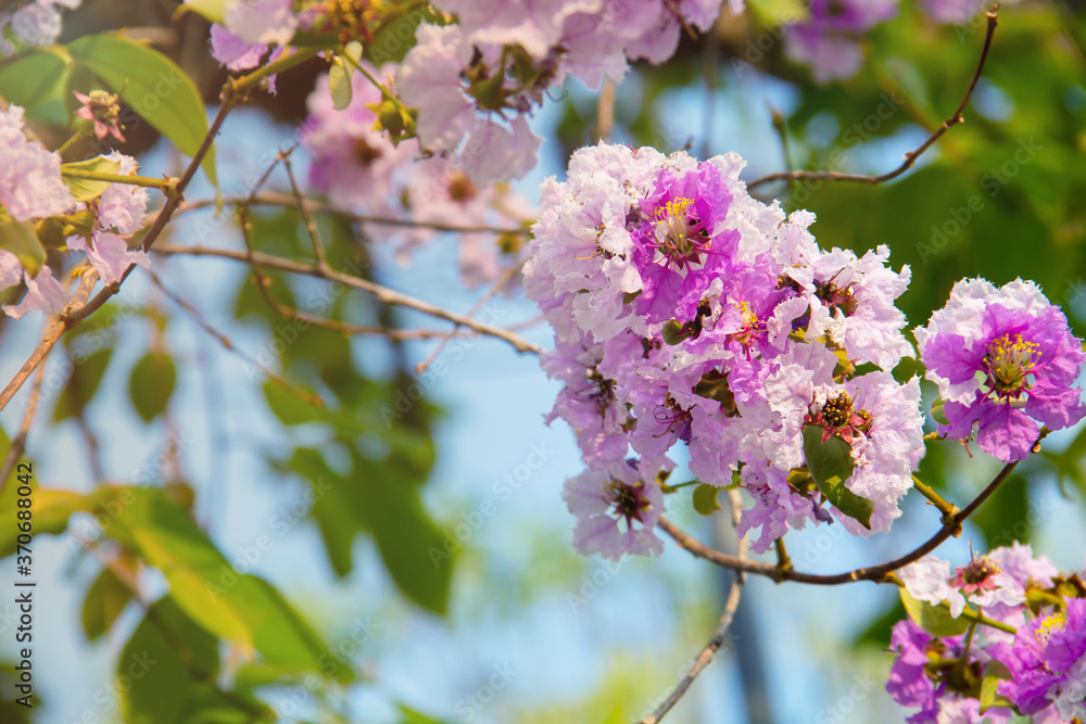 Lagerstroemia loudonii flower or Lagerstroemia floribunda and orange light for background.