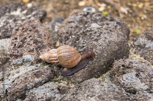 Big snail on the rocks