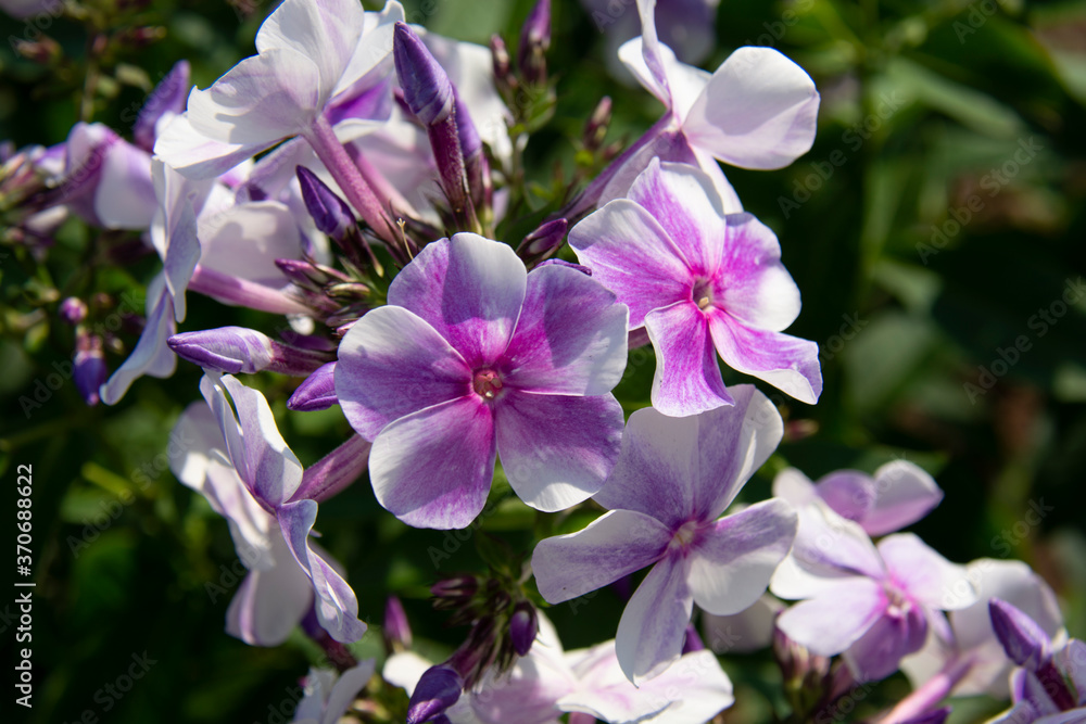 Beautiful white-pink-lilac flowers of phlox close up