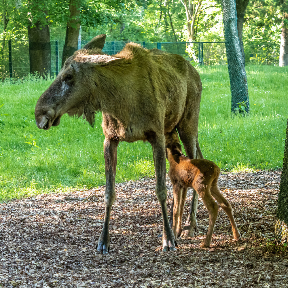 European Moose, Alces alces, also known as the elk European Moose, Alces alces, also known as the elk