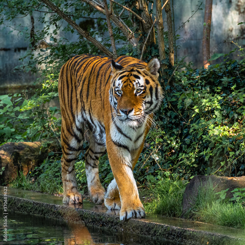 The Siberian tiger,Panthera tigris altaica in a park The Siberian tiger,Panthera tigris altaica in a park