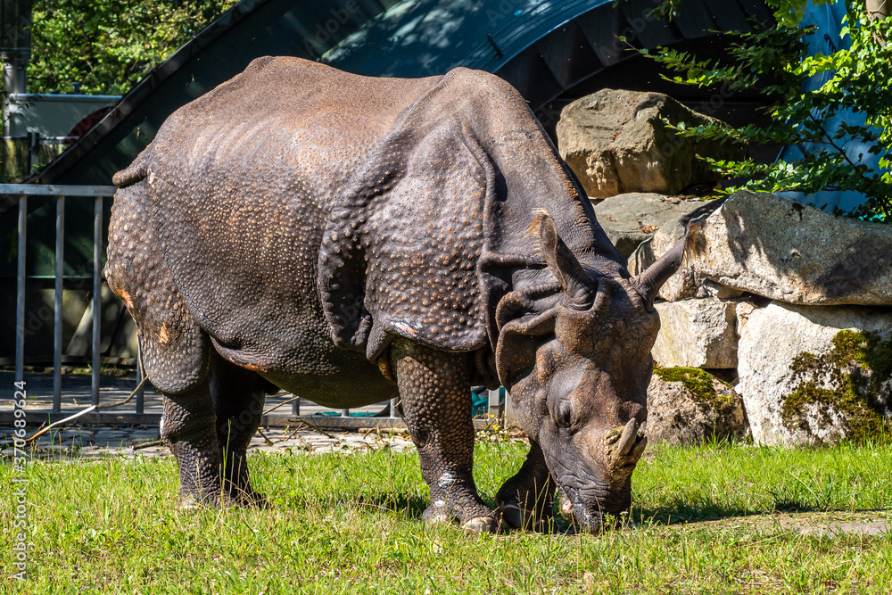 Obraz premium The Indian Rhinoceros, Rhinoceros unicornis aka Greater One-horned Rhinoceros