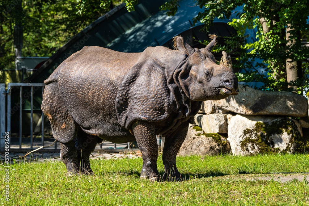 Obraz premium The Indian Rhinoceros, Rhinoceros unicornis aka Greater One-horned Rhinoceros
