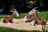 Dama gazelle, Gazella dama mhorr or mhorr gazelle is a species of gazelle