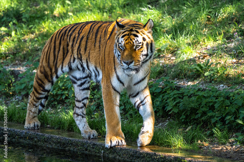 The Siberian tiger,Panthera tigris altaica in a park © rudiernst
