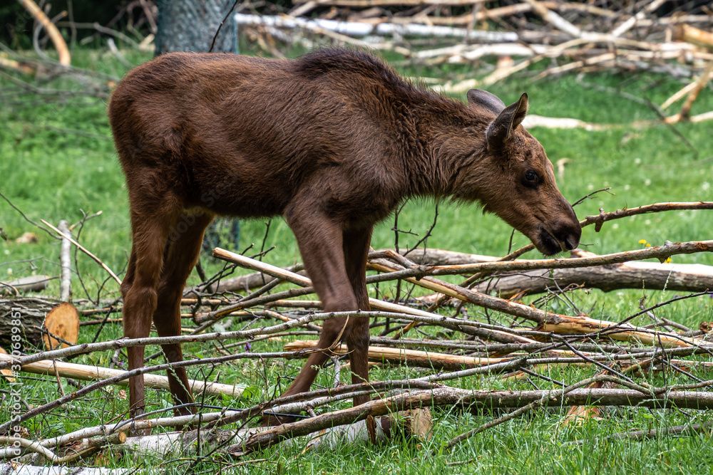 European Moose, Alces alces, also known as the elk