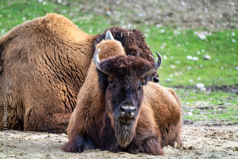 American buffalo known as bison, Bos bison in the zoo American buffalo known as bison, Bos bison in the zoo