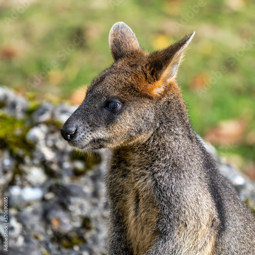 Swamp Wallaby, Wallabia bicolor, is one of the smaller kangaroos © rudiernst