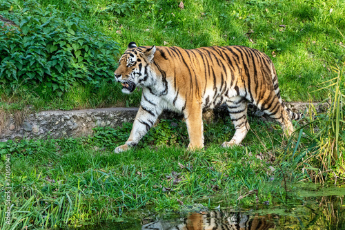 The Siberian tiger Panthera tigris altaica in the zoo