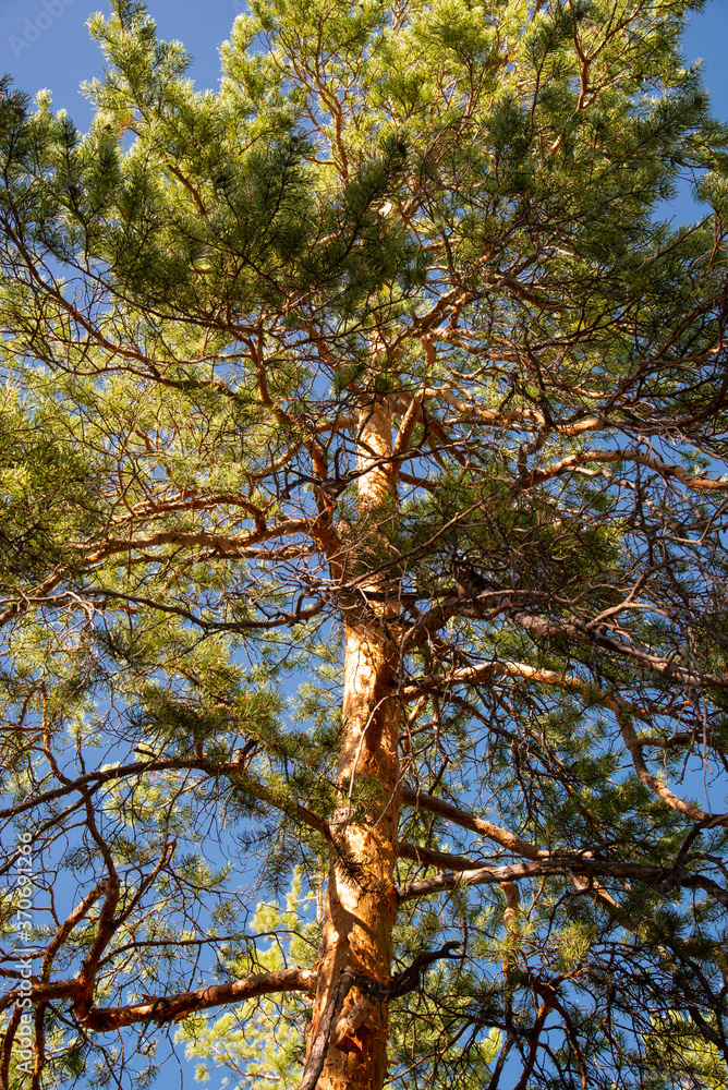 View from the bottom of a large pine tree in the Golden hour