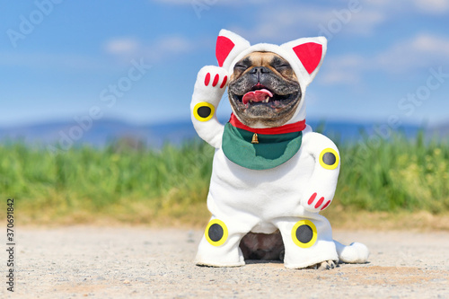 Fototapeta Naklejka Na Ścianę i Meble -  Happy smiling French Bulldog dog dressed up with traditional Japanese so called 'Maneki Neko' winking lucky cat Halloween costume with one fake arm raised