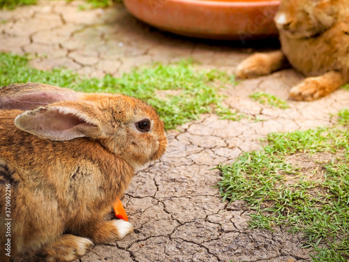 Lovely brown rabbit eats a carrot in a farm. Little bunny, easter bunny.