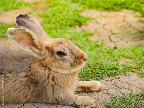 Cute bunny rabbit sitting on a farm.