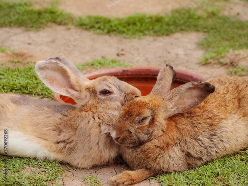 Cute brown rabbit fluffy farm animal two sleeping rabbit couple, Little bunny, easter bunny.
