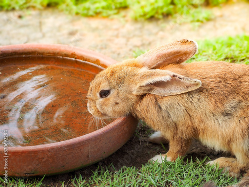 Cute brown rabbit eating water in farm. Little bunny, easter bunny.