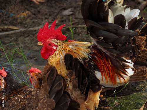 Free range chicken on a traditional poultry farm
