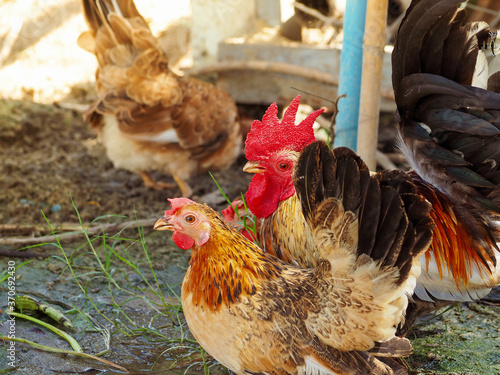 Free range chicken, hen on a traditional poultry farm