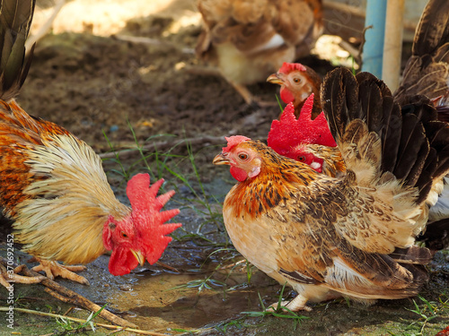 Free range chicken, rooster, cock, hen on a traditional poultry farm. 