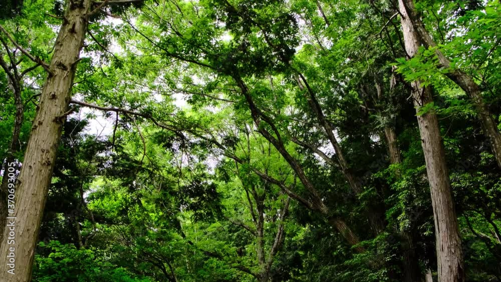 Crowns of vivid green forest trees. Tilt Up from a mountain path to trees. Crowns of vivid green forest trees. Tilt Up from a mountain path to trees.
