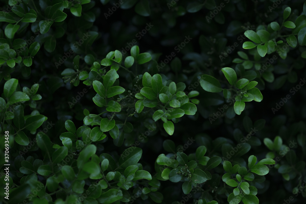 green leaves in the garden green leaves in the garden