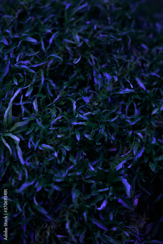 abstract green leaf texture at night