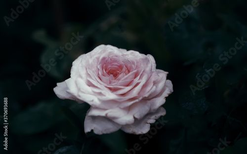 pink rose in the garden