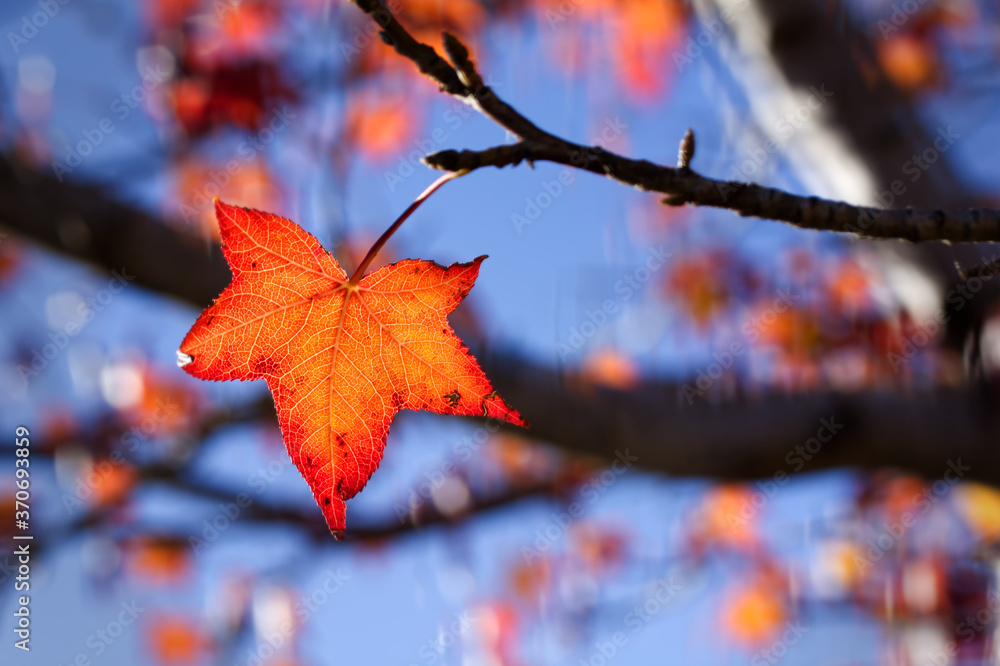 Autumn Maple Leaf