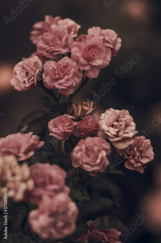 bouquet of roses