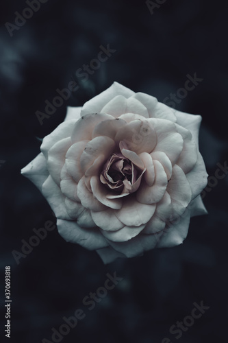 white rose on black background