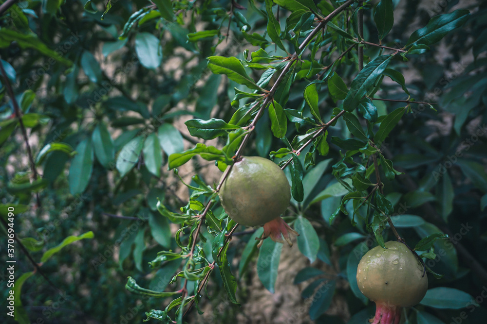 Closeup of pomegranate fruits on the branches