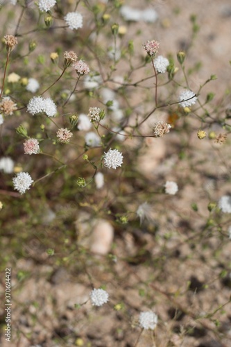 Head inflorescences of white blossom on Pebble Pincushion, Chaenactis Carphoclinia, Asteraceae, native herbaceous annual on the edges of Twentynine Palms, Southern Mojave Desert, Springtime. photo
